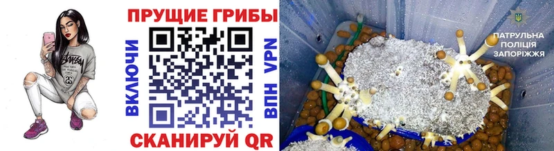 Галлюциногенные грибы прущие грибы  Купить где  Ачинск 